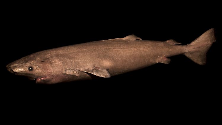 Ein zwei Meter langer Grönlandhai - die Tiere werden erst ab einer Länge von vier Metern geschlechtsreif.