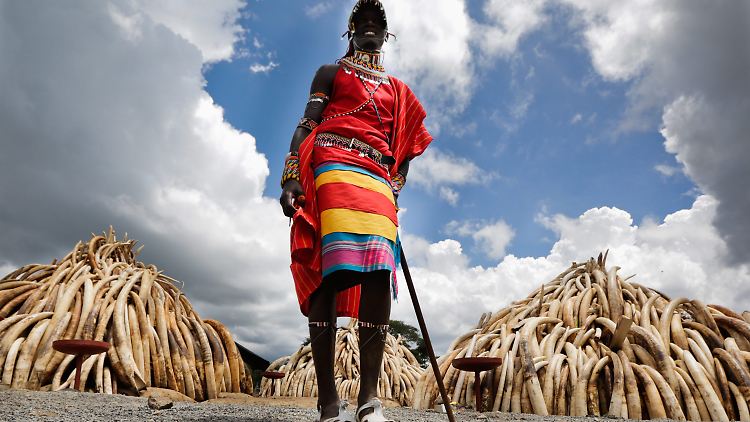 96 Elefanten wurden 2015 in Kenia von Wilderern getötet.