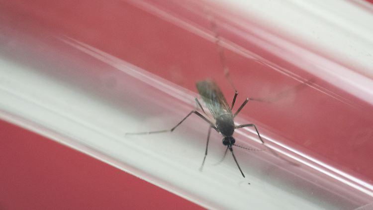 Aedes aegypti (Gelbfiebermücke, Denguemücke oder Ägyptische Tigermücke) ist Überträger des Zika-Virus.