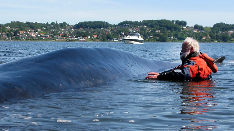 Freiwillige versuchten vergebens das Tier zurück ins offene Wasser zu geleiten. 