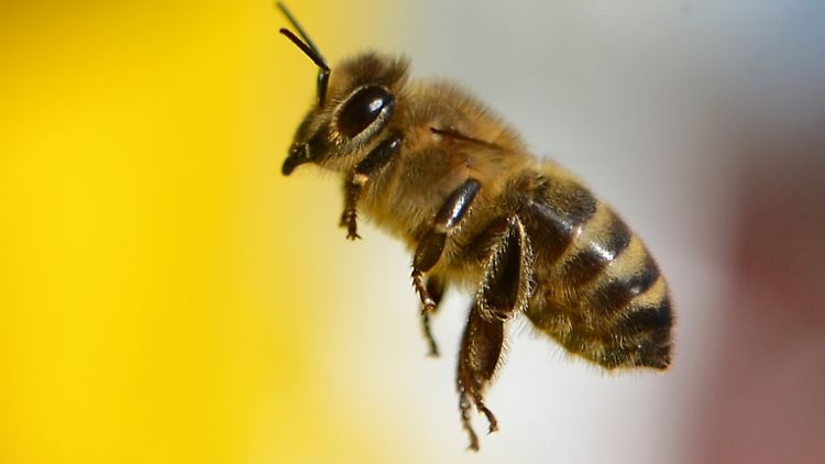Wildbienen sind im Gegensatz zu Honigbienen oft als Einzelgänger unterwegs. 