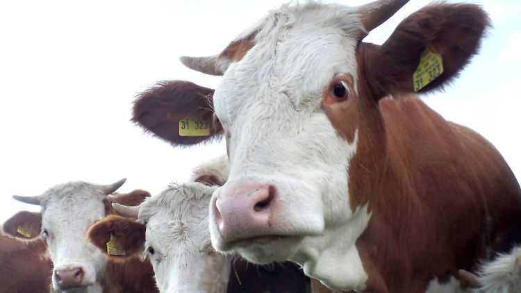 Biobauern erhalten für ihre Milch nur noch weniger als drei Cent mehr als die konventionellen Erzeuger.