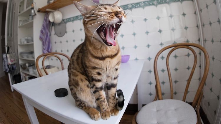 Seit rund 9500 Jahren sind Katzen Begleiter des Menschen.