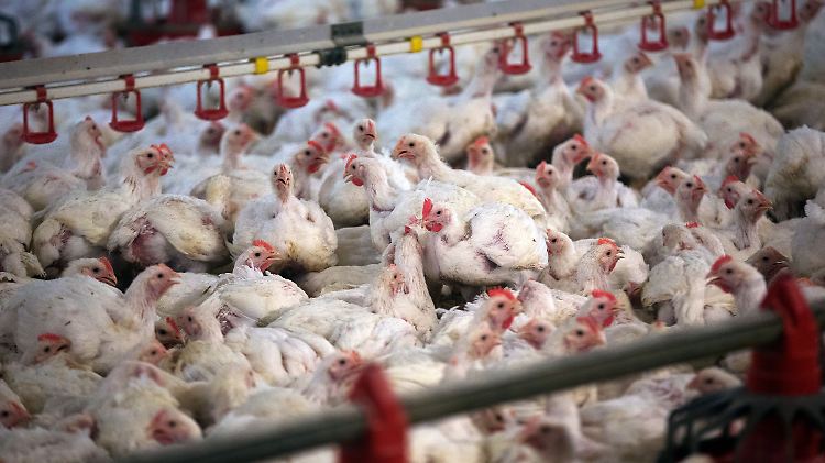 Greenpeace führt die steigende Nitratbelastung auf die "explodierende Produktion von Billigfleisch" zurück.