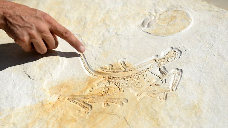 Das Fossil ist das älteste bekannte Exemplar des Urvogels.
