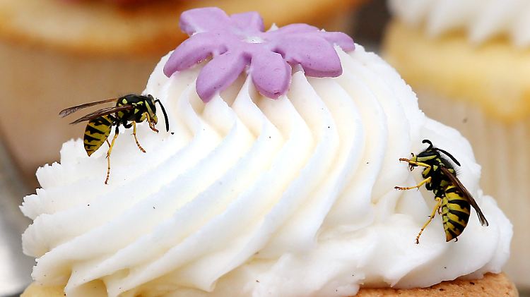 Wespen stellen im Spätsommer ihre Ernährung um und mögen dann besonders Zuckerhaltiges. 