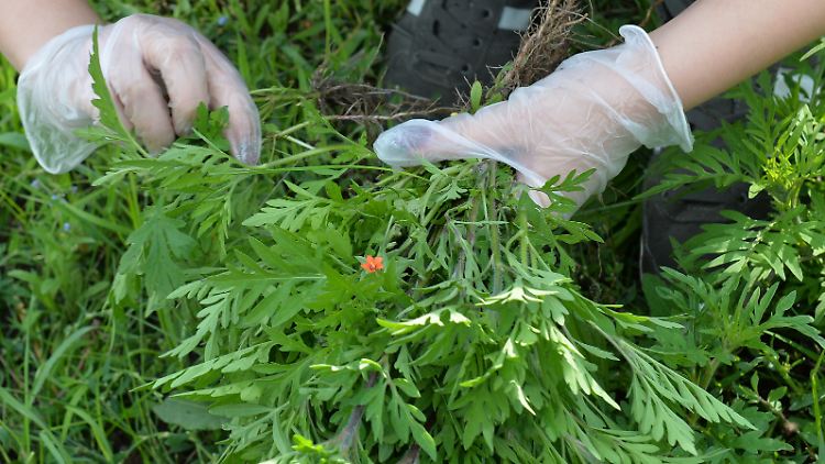 Wie man mit Ambrosia-Pflanzen umgeht, ist bundeseinheitlich nicht geregelt.