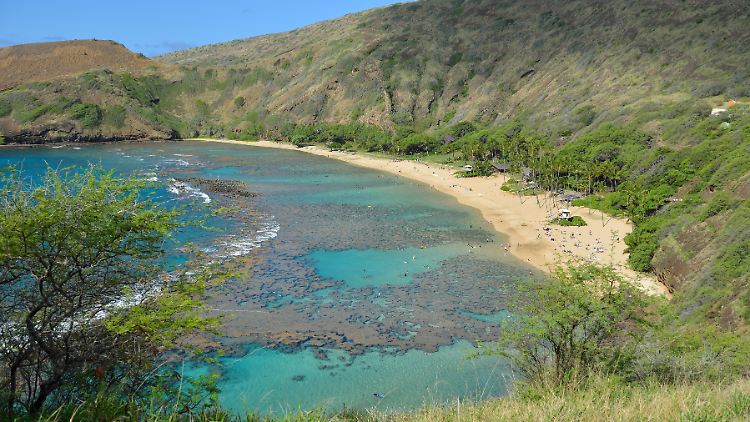 Auf den 1,5 Millionen Quadratkilometern des Papahanaumokuakea Marine National Monuments leben insgesamt 7000 Arten.