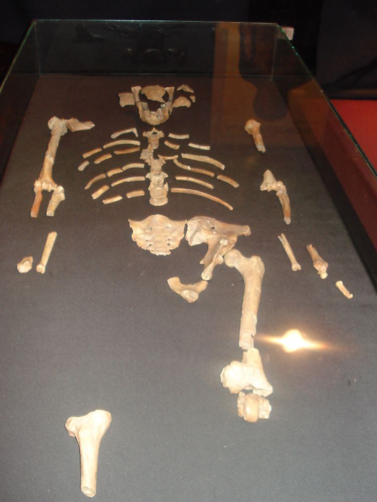 Eine originalgetreue Kopie der Knochen des weltberühmten Fossils "Lucy" im Nationalmuseum von Äthiopien in Addis Abeba.