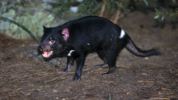 Der Tasmanische Teufel ist durch eine unheimliche, agressive Krebserkrankung vom Aussterben bedroht.