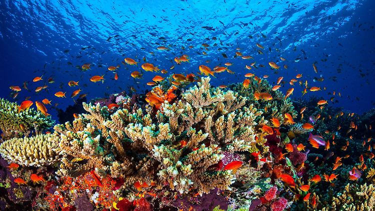Das Great Barrier Reef wurde 1981 zum Weltnaturerbe erklärt.