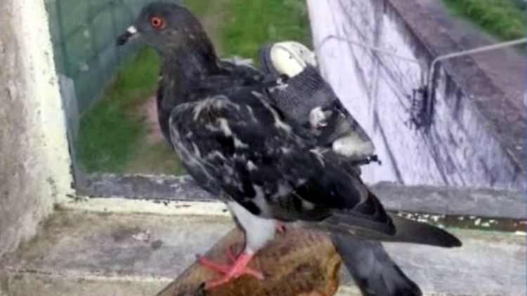 Taube Drogen Kurier.JPG