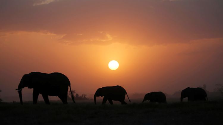 Forscher hatte damit gerechnet, dass noch bis zu 630.000 Elefanten in Afrika leben. Es sind tatsächlich nur halb so viel.