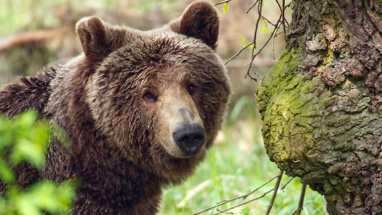 Greift ein Bär an, haben Menschen schlechte Karten.