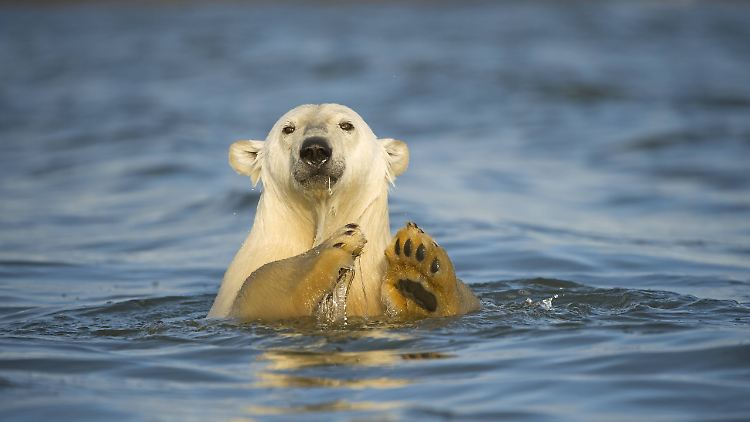 Unter anderem Polarbären bricht durch die steigenden Temperaturen die Lebensgrundlage weg.