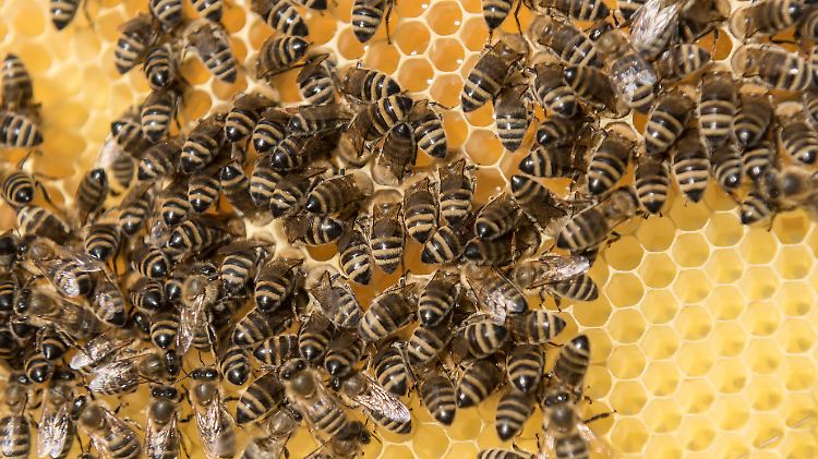 Die Bienen reagieren empfindlich auf das Gift, das eigentlich Stechmücken töten soll.