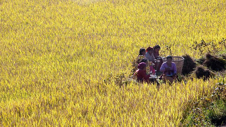 Jetzt ist Erntezeit in Nepal. Die Landwirtschaft ist der wichtigste Wirtschaftszweig des Landes und beschäftigt 71 Prozent der Bevölkerung.