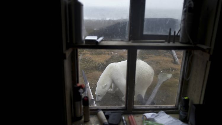 Der Hunger treibt die Eisbären immer näher an menschliche Behausungen.