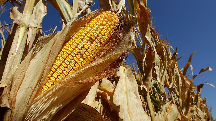 Der Biotech-Konzern Monsanto hat sein Geschäft vor allem auf Mais ausgerichtet.
