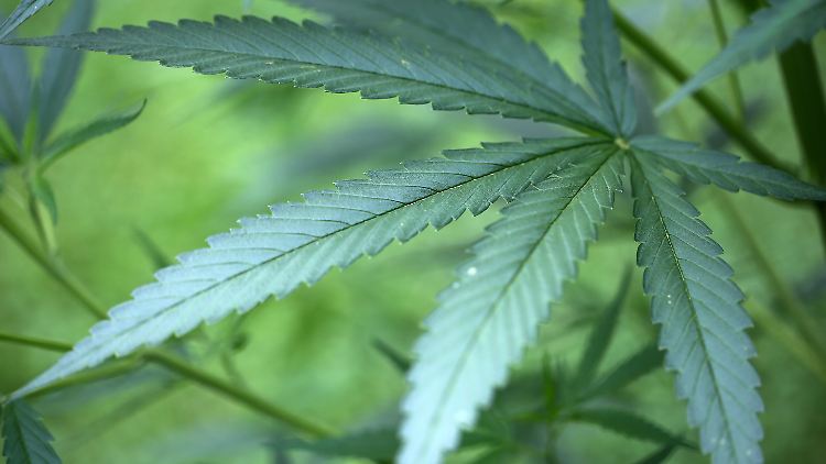 Seit 2011 wurden insgesamt 233 Kilogramm medizinisches Cannabis in Apotheken verkauft.
