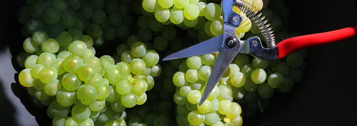 Bei sommerlichen Temperaturen wird in Franken die Weinlese eröffnet. Der Herbst ist eben doch irgendwie schon da.