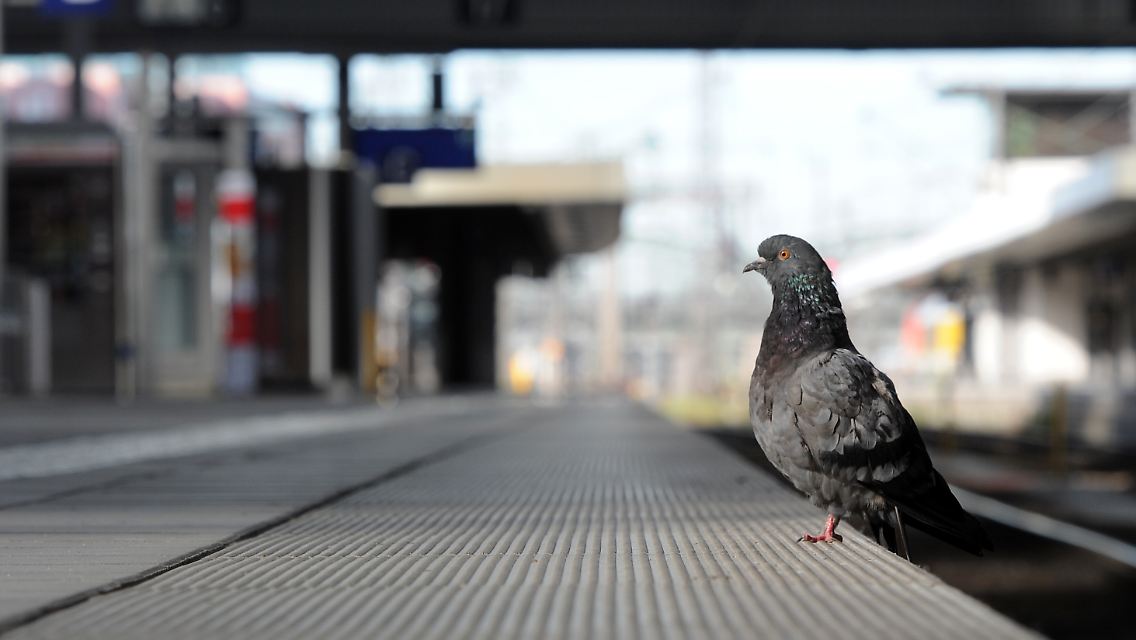 Dass es sich bei dem verunglückten Vogel tatsächlich um eine lebensmüde Taube handelt, haben die Behörden bislang noch nicht bestätigt.