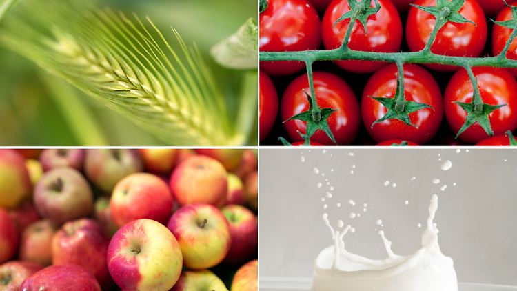 Gluten, Histamin, Fructose, Lactose: Bei Nahrungsmittelunverträglichkeiten ist es nicht ganz leicht, den richtigen Auslöser zu finden.
