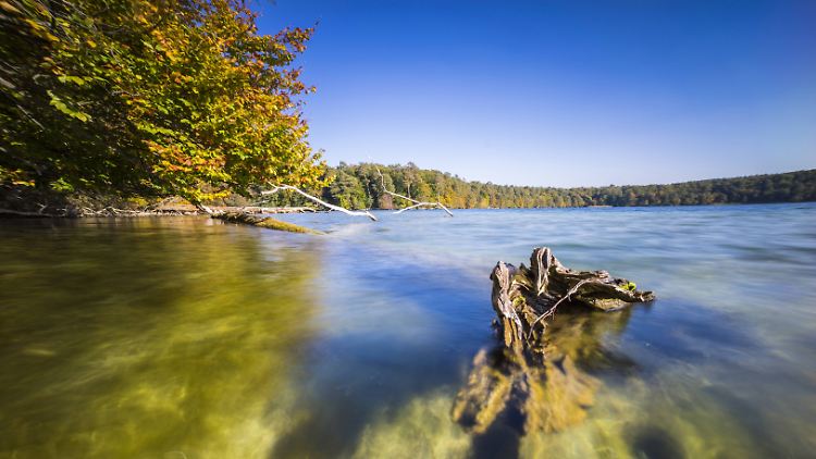 Im Stechlinsee findet der Taucher weit mehr als nur Totholz.