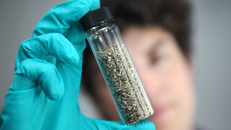 Legal Highs werden häufig als Kräutermischungen zum Rauchen angeboten und können neben Übelkeit und Herzrasen auch tödlich wirken.