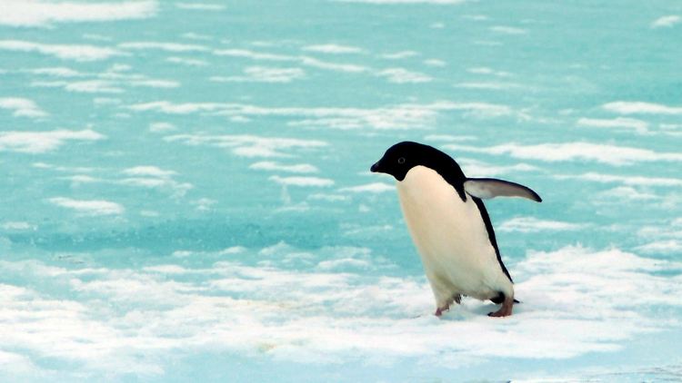 Den Pinguin in der Antarktis freut es.