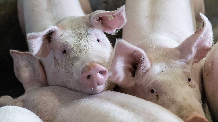 Auf vielen Höfen leben Schweine auf engstem Raum.