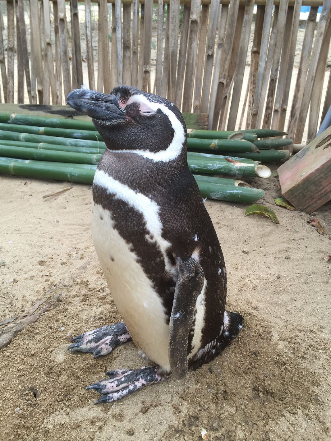 Wir dürfen vorstellen: Das ist Dindim. Der drollige Kerl ist ein Magellan-Pinguin. Jedoch ein ganz besonderer. 