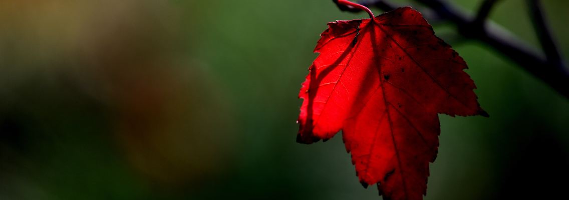 Der Herbst ist da.