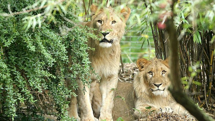 Majo und Motshegetsi legen den Bewegungsradius im Zoo Leipzig auf ihre eigene Weise aus. 