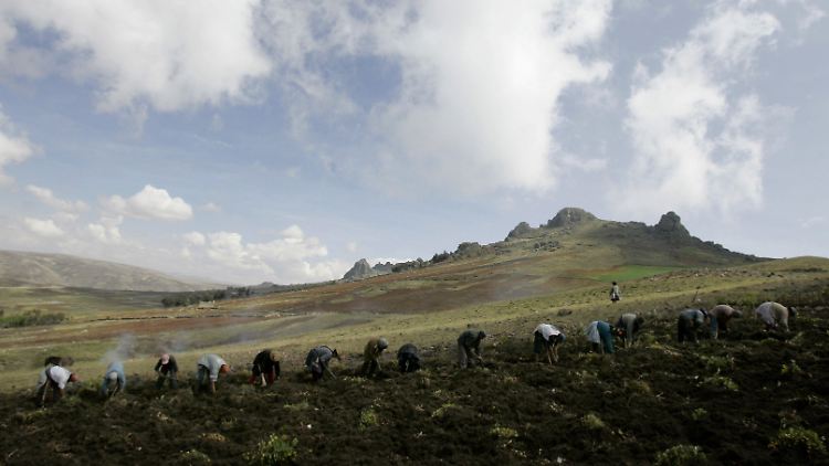 Im peruanischen Huancavellica auf 3500 Höhenmetern bauen 90 Familien traditionelle Kartoffelsorten an.