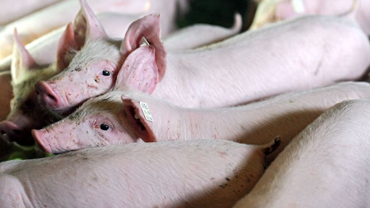 Das Leid der Tiere ist unübersehbar: Schweine in der Massenhaltung.