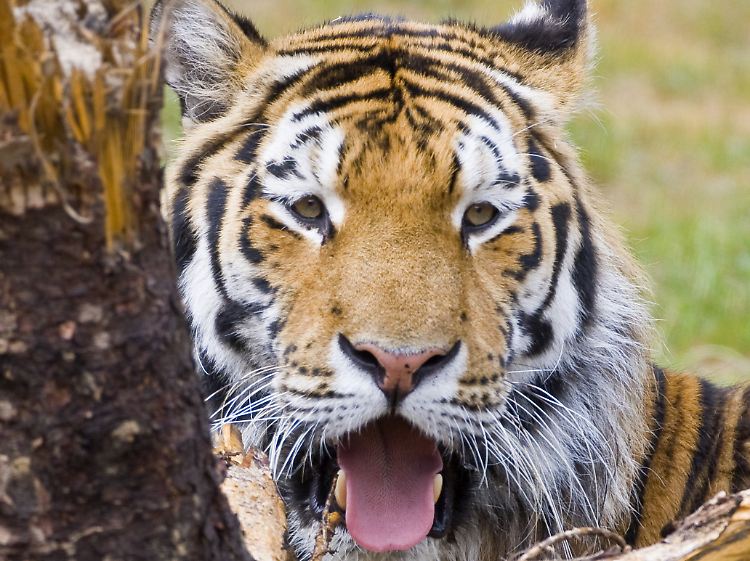 Im Osten Russlands leben die letzten 450 Amur-Tiger.