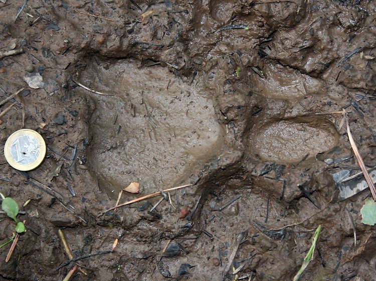 Neben dem Tatzenabdruck eines Amur-Tigers liegt zum Größenvergleich eine Ein-Euro-Münze.