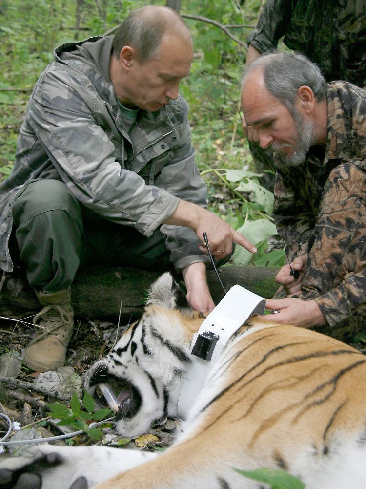 Vor zwei Jahren narkotisiert Putin werbewirksam einen Tiger und stattet ihn mit einem Satelliten aus.