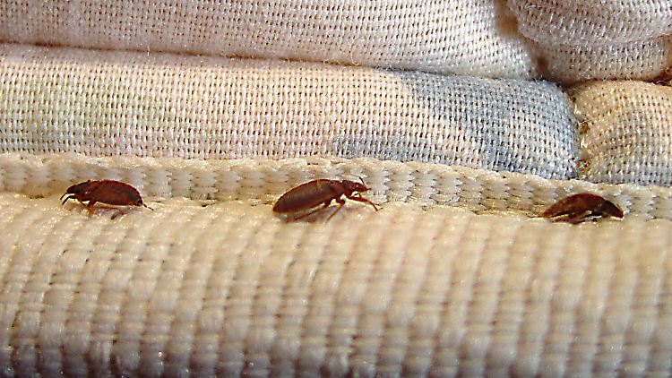 "Im Hintergrund werkeln alle. Sie sprühen, tun und machen", so Winter über das Tabuthema Bettwanzen in deutschen Hotelbetten.