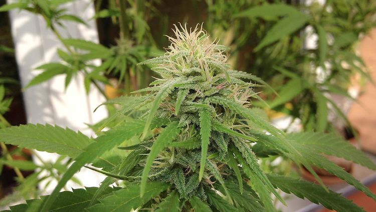 Der eigentliche Wirkstoff THC wird aus den Kristallen der Cannabis-Pflanze gewonnen.
