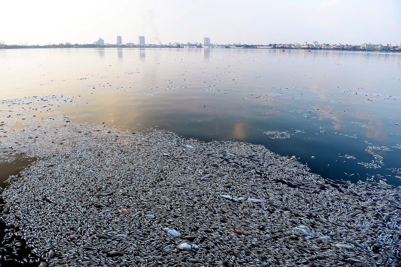 Der größte See in Vietnams Hauptstadt Hanoi bietet ein Bild des Grauens: ....
