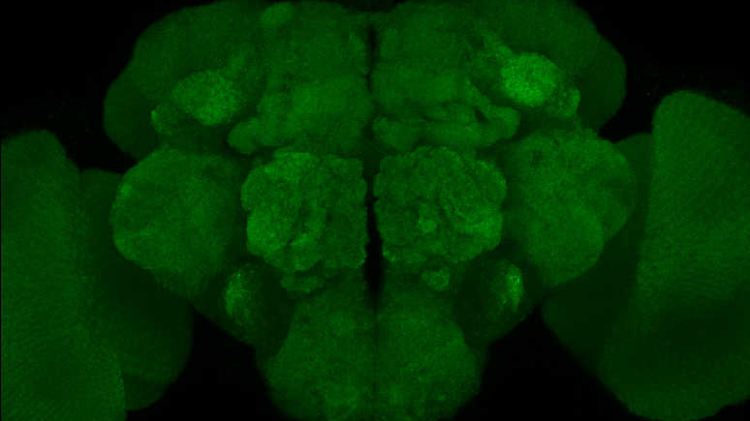 Die mikroskopische Fluoreszenz-Aufnahme eines Drosophila-Gehirns mit Synapsen in grün soll verdeutlichen, wie hoch die Synapsendichte in einem jungen Gehirn ist.