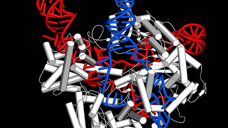 Crispr-Cas ist ursprünglich ein Werkzeug, mit dem sich bestimmte Bakterien gegen Angriffe von Viren schützen.