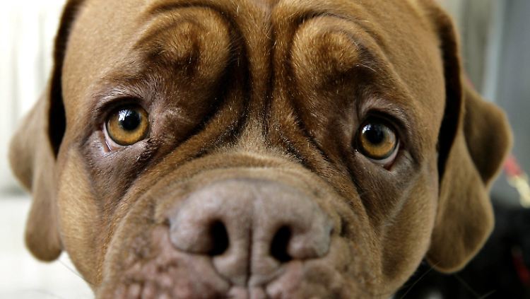 Den "Dackelblick" haben alle Hunde drauf.