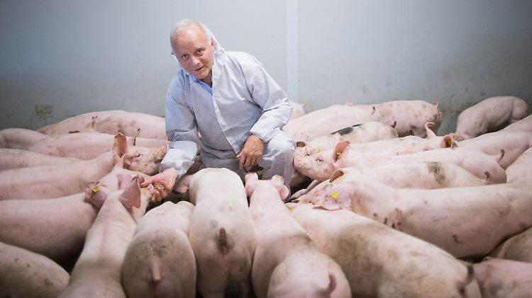Johannes Röring in seinem Schweinestall in Vreden.