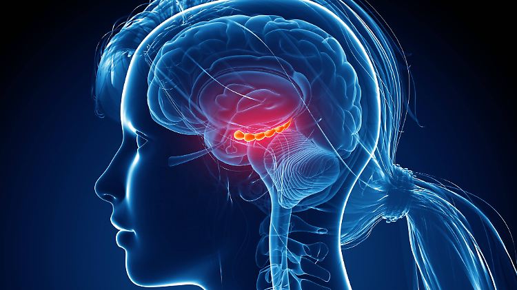 Der Hippocampus sieht aus wie ein Seepferdchen und ist ein alter Teil des menschlichen Gehirns.