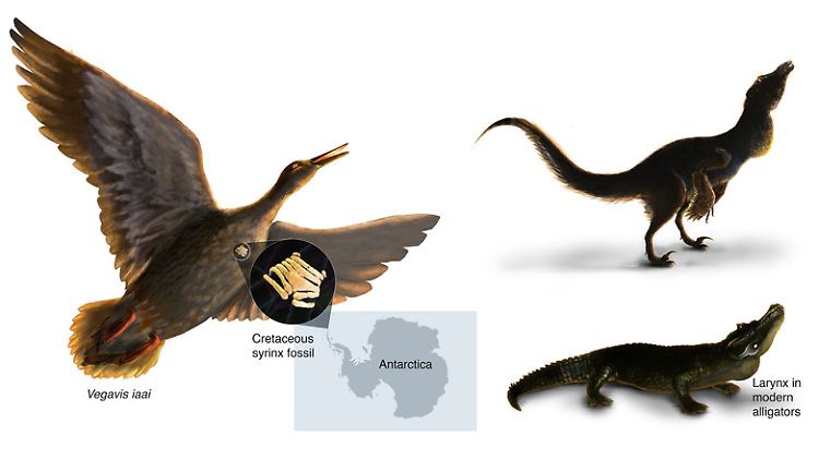 Die fossile Syrinx stammt von einer ausgestorbenen Spezies, verwandt mit Enten, aus der späten Kreidezeit in der Antarktis.