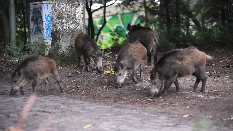 Scharfe Eckzähne, raue Borsten und ein gedrungener Körperbau- Wildschweine wirken bedrohlich. Meistens sind sie aber friedlich.
