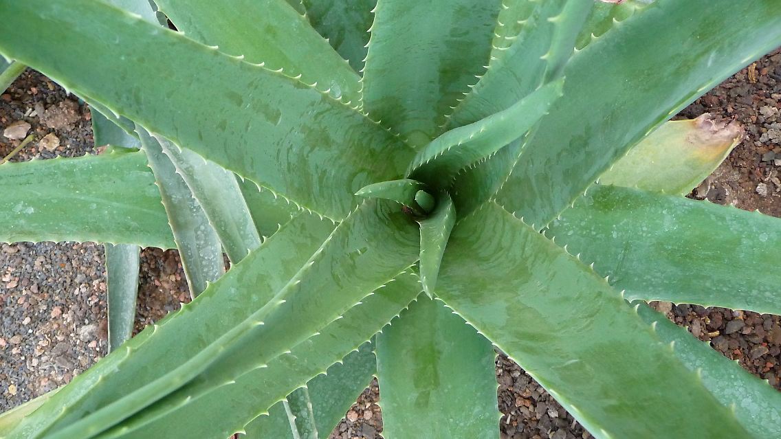 Die Blätter der "Echten Aloe" besitzen eine stark reflektierende Oberfläche.